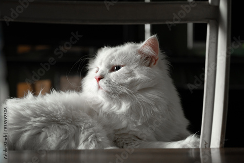 White Turkish Angora cat