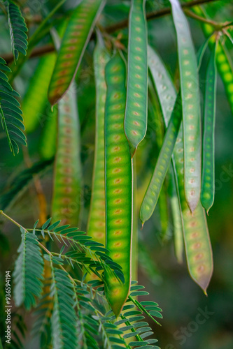 fern leaves