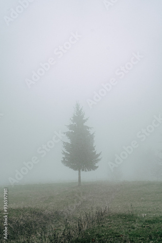 Lone Pine Tree in Dense Morning Fog