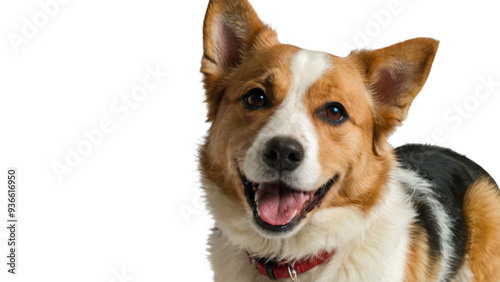 Corgi Dog on White Background: Cute and Photogenic Pet Portrait