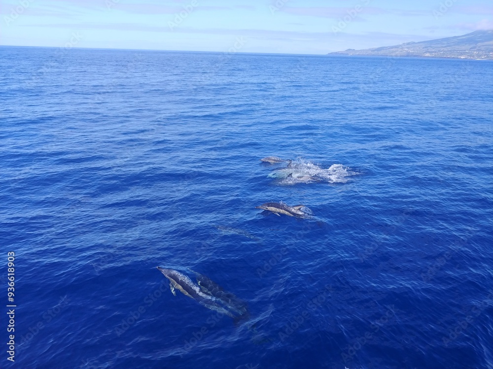 dolphin in the sea dolphin in the sea