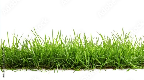 Green Grass Blades Isolated on White Background photo