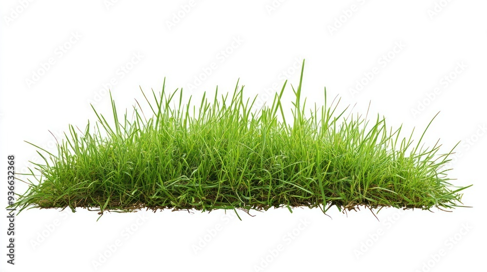 Obraz premium Lush Green Grass Patch Isolated on White Background