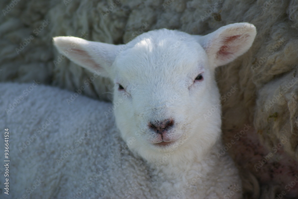 Fototapeta premium Lakeland Sheep, Derwent Water, Cumbria, England