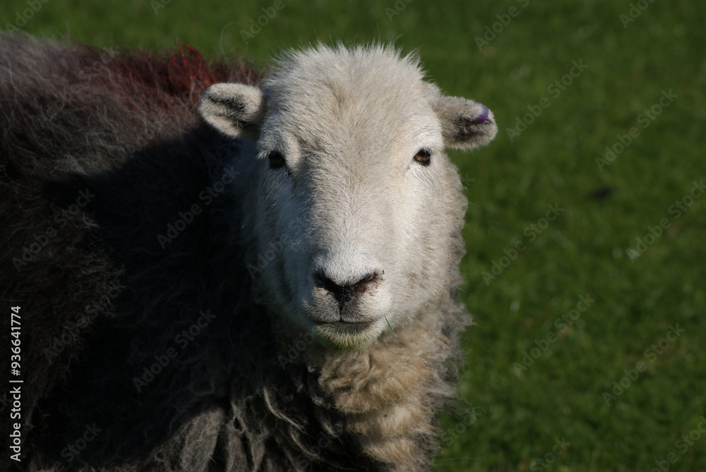 Lakeland Sheep, Derwent Water, Cumbria, England Lakeland Sheep, Derwent Water, Cumbria, England