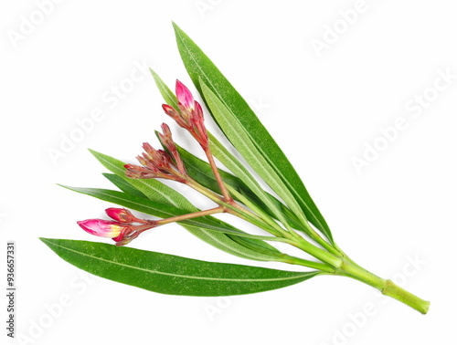 Nerium, oleander or rosebay with pink bud, flowers isolated on white, clipping	 photo