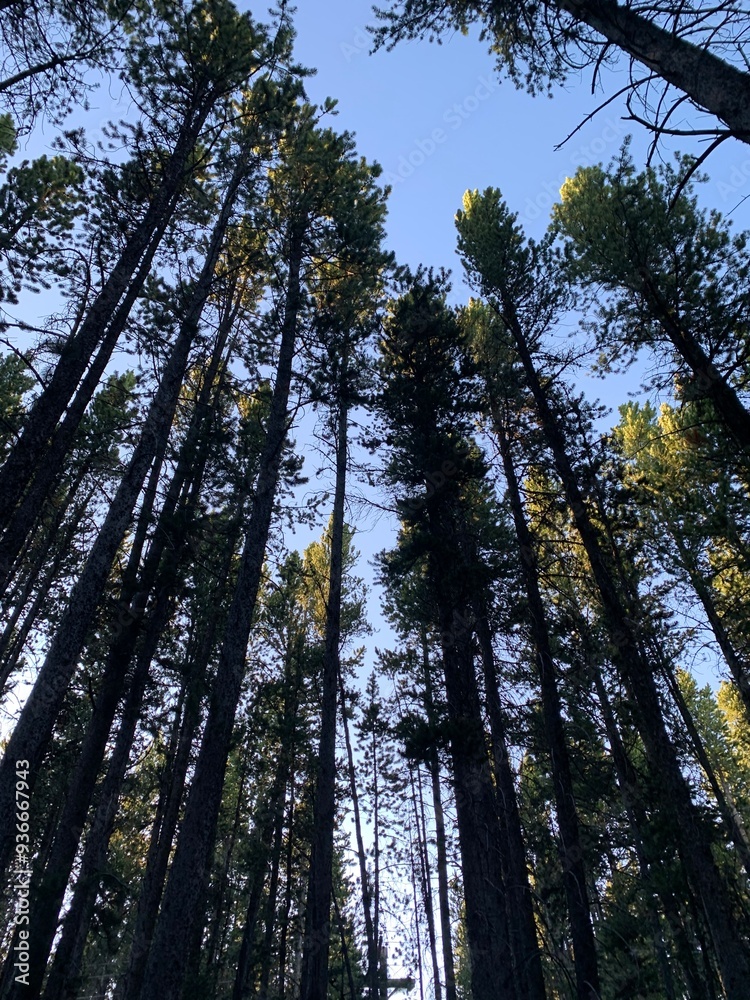 Obraz premium trees in the forest