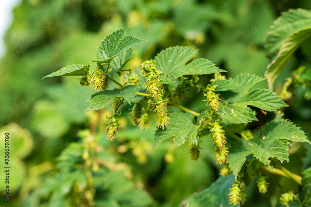 Green Bavarian hops in close up view before harvest phase Green Bavarian hops in close up view before harvest phase