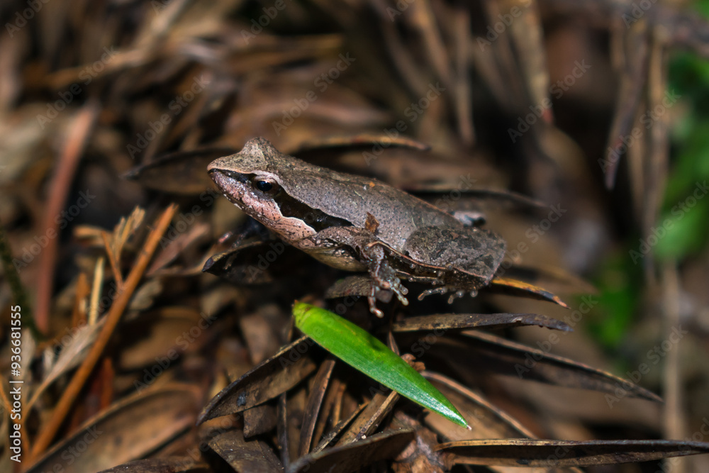 Naklejka premium Physalaemus lisei, endemic frog in Sao Francisco de Paula, South of Brazil