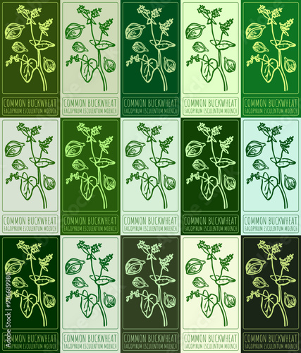 Set of vector drawing COMMON BUCKWHEAT  in various colors. Hand drawn illustration. Latin name is FAGOPYRUM ESCULENTUM MOENCH.
