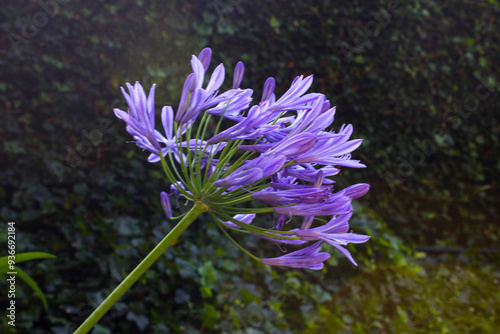 Blue tropical flower in the summer garden. Close-up.