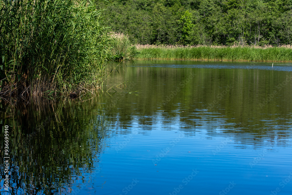 One lake in Scandinavia with overrun Phragmites reeds. One lake in Scandinavia with overrun Phragmites reeds.