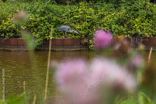 Φωτογραφία Heron at the canalside