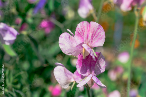    Photo of growing   flowers in the garden