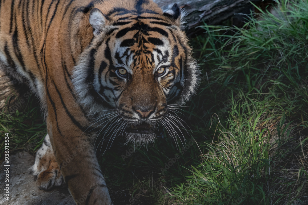 Obraz premium tiger in the zoo