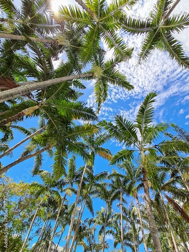 Palm trees seen from below against a background of sunny blue sky with some clouds in the background. photo