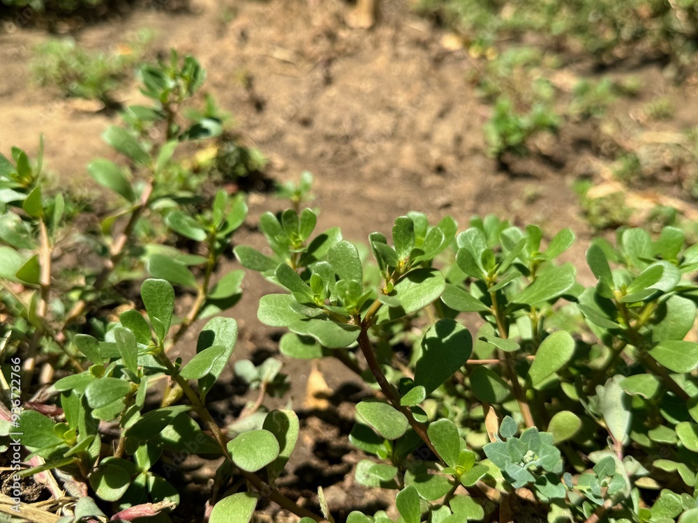Portulaca oleracea, a healthy plant that can be consumed.