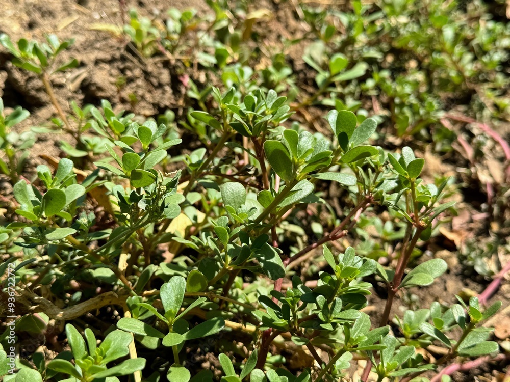 Portulaca oleracea, a healthy plant that can be consumed. Portulaca oleracea, a healthy plant that can be consumed.