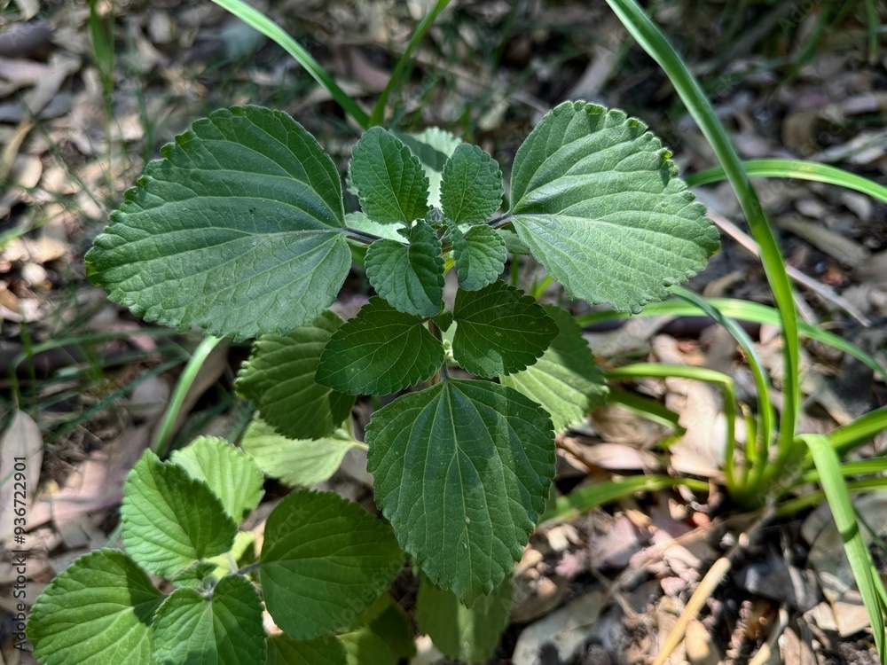 Ocimum gratissimum - clove basil.Tree basil, Clove basil, Shrubby basil.
