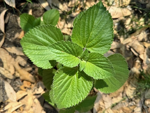 Ocimum gratissimum - clove basil.Tree basil, Clove basil, Shrubby basil.
 photo