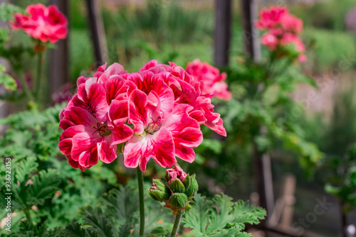 Photo of growing flowers in the garden