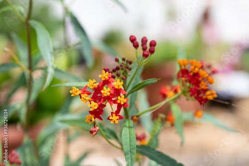 Tropical milkweed (asclepias curassavica) flowers photo