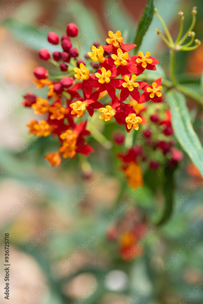 Tropical milkweed (asclepias curassavica) flowers Tropical milkweed (asclepias curassavica) flowers