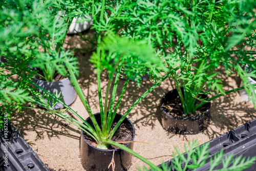    Photo of growing   carrots in tube in the garden