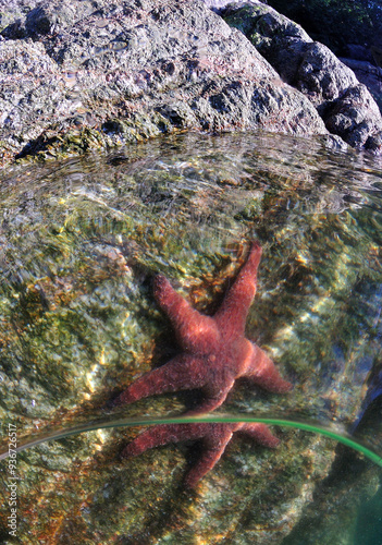 Ochre Sea Star - Split Image