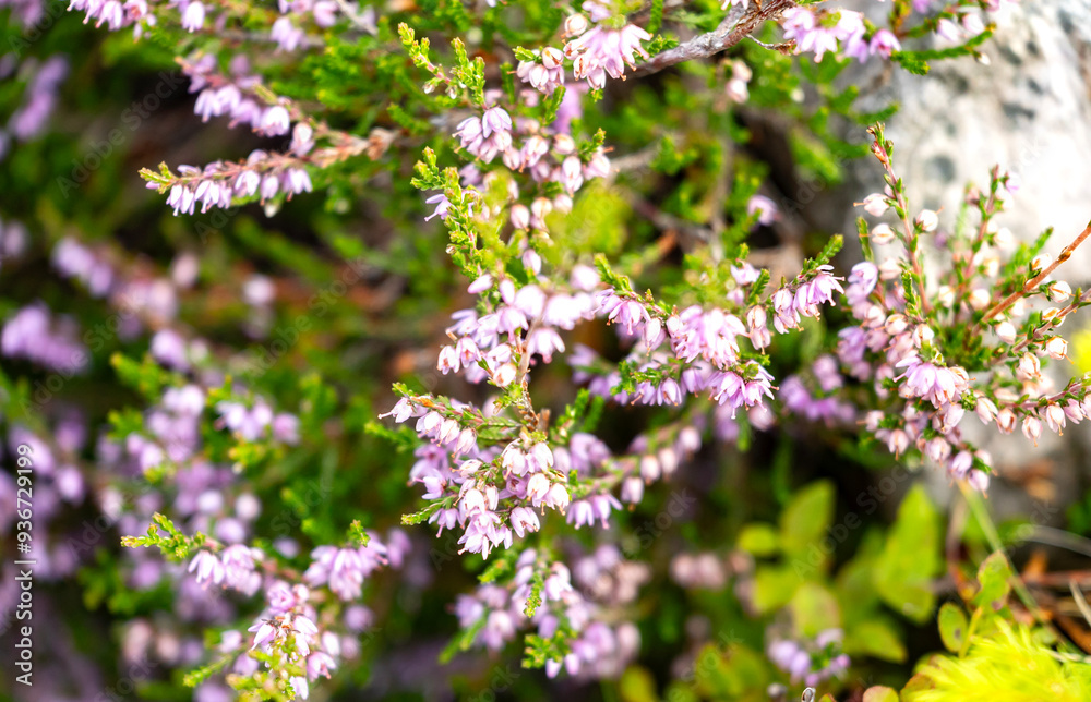 Close-up of delicate purple heather flowers blooming amidst green foliage in a natural outdoor setting Close-up of delicate purple heather flowers blooming amidst green foliage in a natural outdoor setting