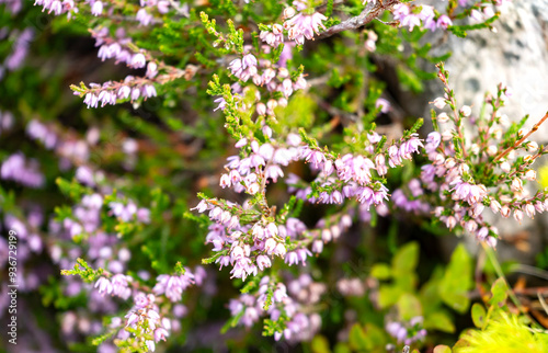 Close-up of delicate purple heather flowers blooming amidst green foliage in a natural outdoor setting