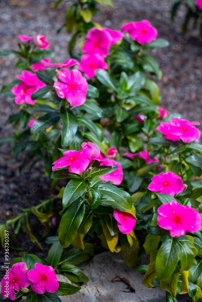 Flores Flores