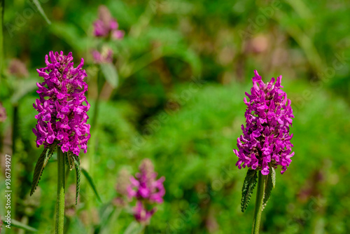 Photo of growing catnip in the garden photo