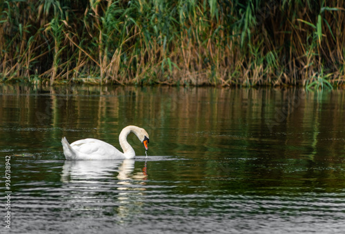 Wildlife in the Danube Delta photo