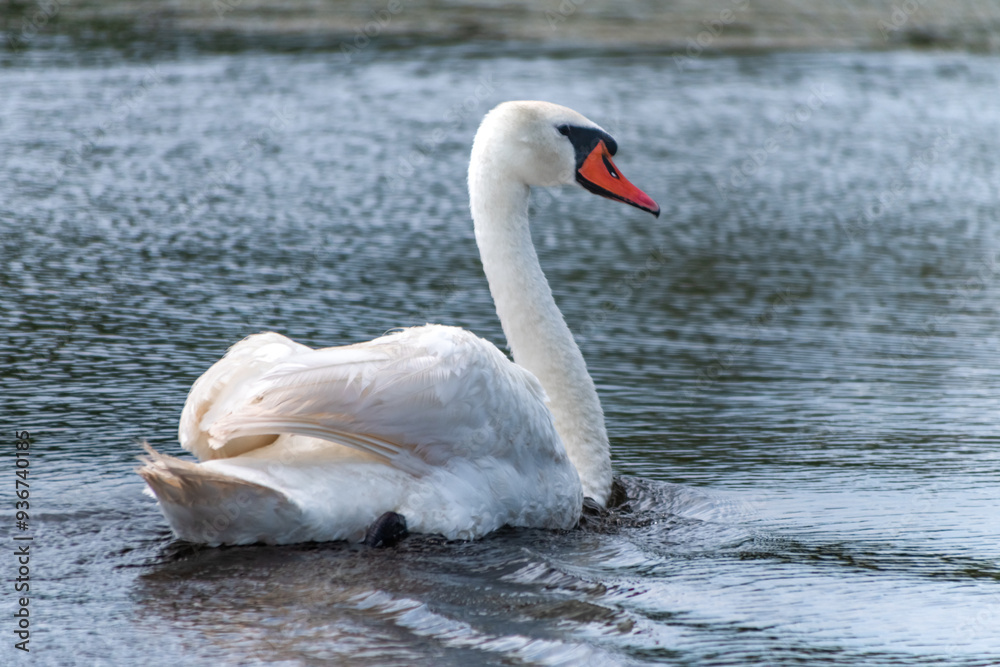 swan on the lake swan on the lake