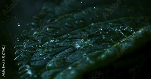 Super slow motion close up of water drops are falling on green tropical plant leaf while raining in rainforest at night at 1000 fps.