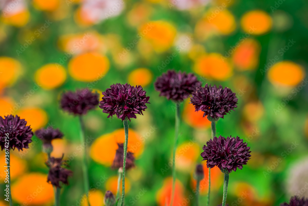Obraz premium Photo of growing flowers in the garden