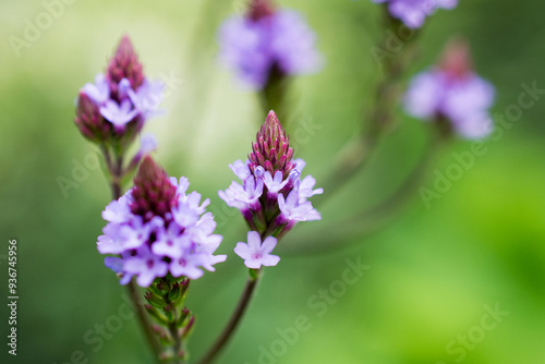  Photo of growing flowers in the garden