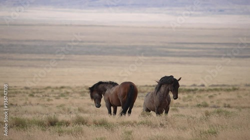 Two wild horses shaking their heads as the show dominance towards each other.