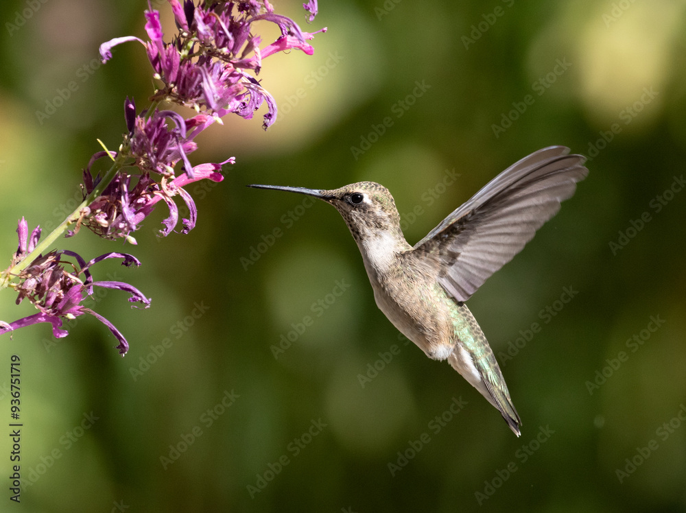 hummingbird in flight