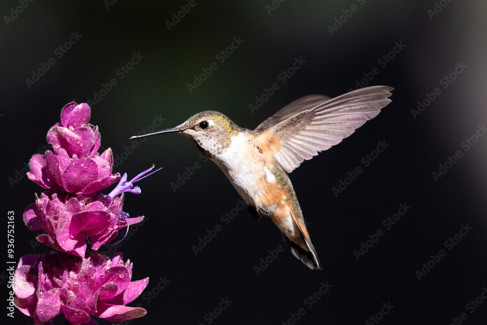 hummingbird in flight