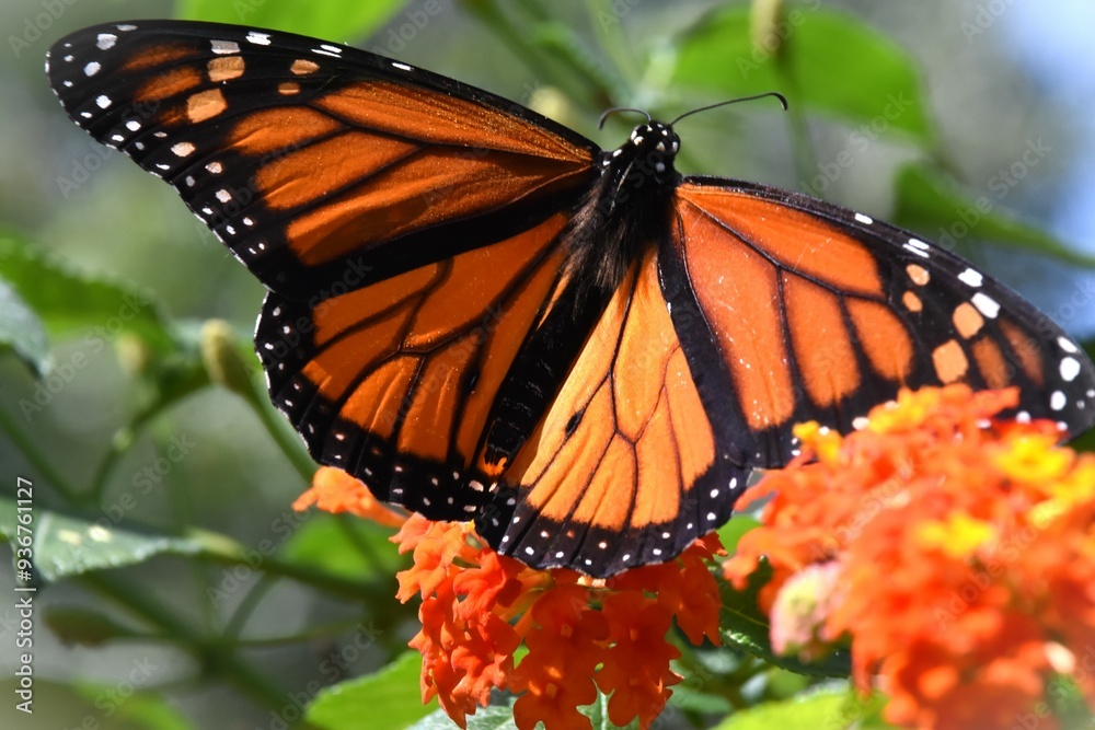 monarch butterfly on flower monarch butterfly on flower