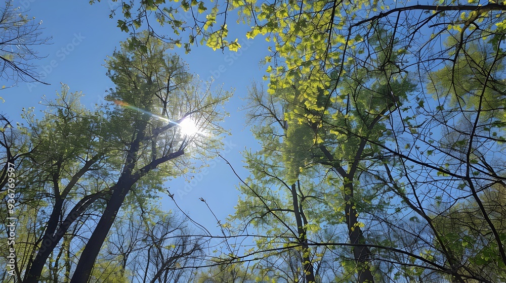 Sunlight shines through leaves of trees against a blue sky.
Sunlight shines through leaves of trees against a blue sky.