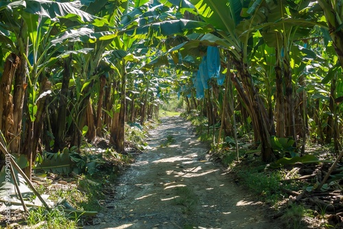 Fotos de banana na fazenda