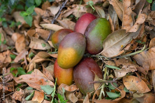 Fotos de Manga diretamente da fazenda