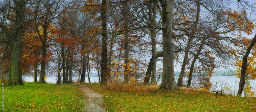 Woods, nature and trees on path at lake with outdoor environment for countryside sustainability. River, landscape and forest floor on calm morning with conservation, ecology and lush natural park