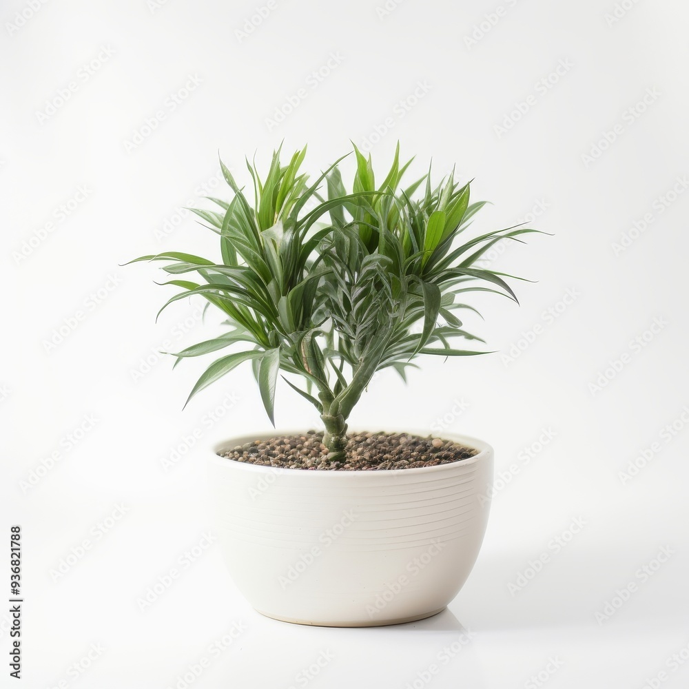 Elegant Potted Indoor Plant on White Background for Home and Office Decor Elegant Potted Indoor Plant on White Background for Home and Office Decor