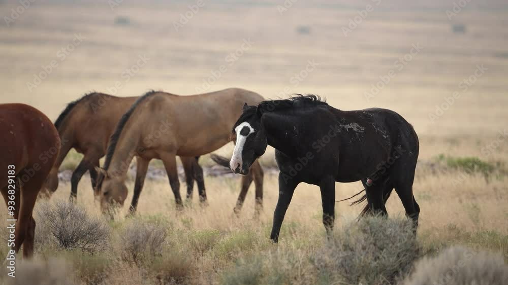 Black wild horse moving with the herd in the Utah desert along the pony express trail. Black wild horse moving with the herd in the Utah desert along the pony express trail.