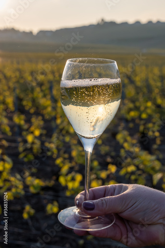 Tasting of grand cru sparkling brut white wine champagne on sunny vineyards of Cote des Blancs in village Cramant, Champagne, France, glass of wine in hand photo