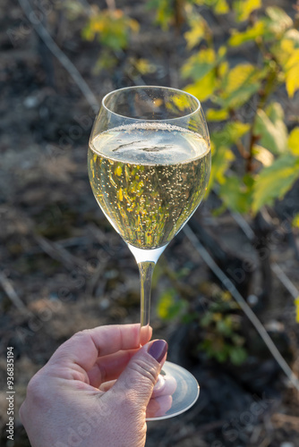 Tasting of grand cru sparkling brut white wine champagne on sunny vineyards of Cote des Blancs in village Cramant, Champagne, France, glass of wine in hand photo